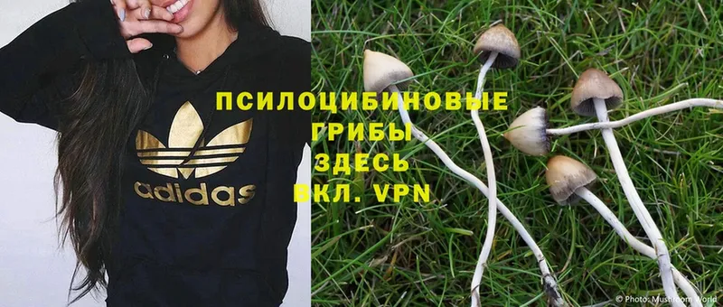 Псилоцибиновые грибы GOLDEN TEACHER  Невельск 